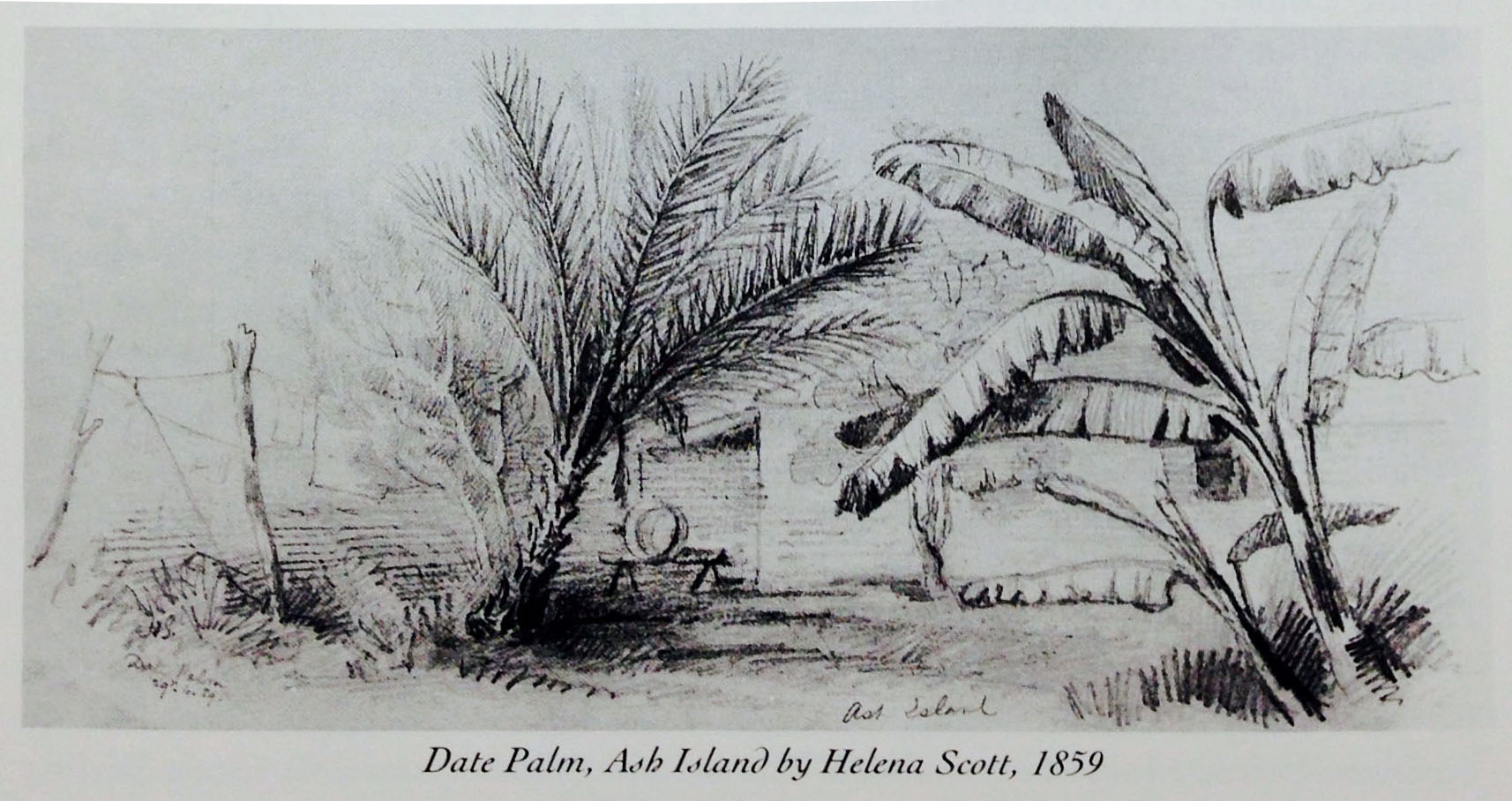 Date Palm, Ash Island by Helena Scott (Published by Marion Ord from original drawing in Australian Museum)