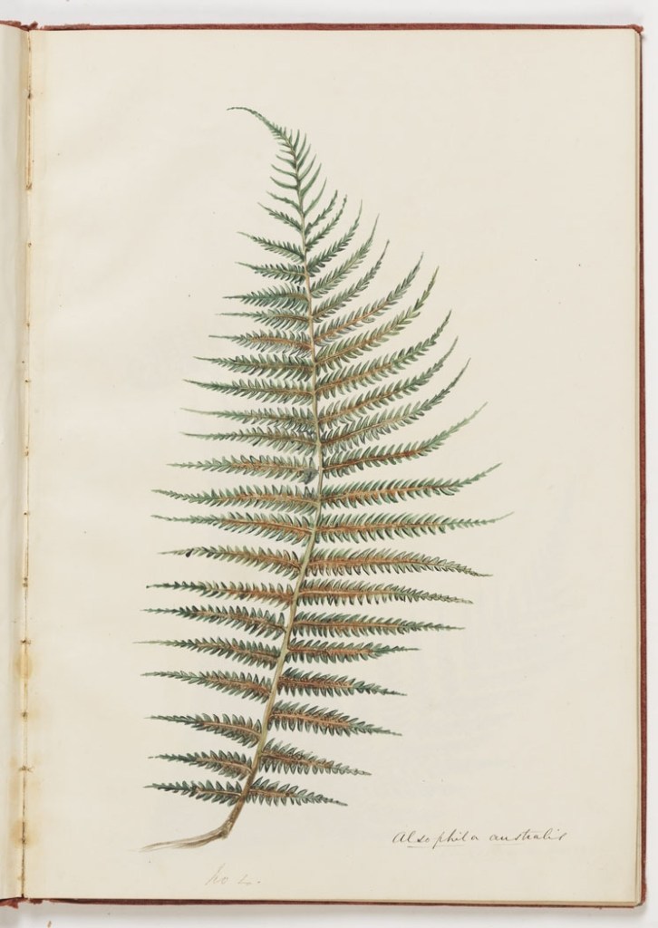 Ferns, 1855-1872 / [sketchbook of drawings by Louisa Atkinson] Courtesy: State Library of New South Wales, FL1052813.