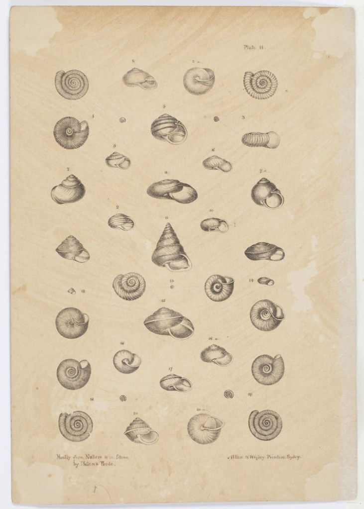 Plate 44. Mostly from Nature & on Stone by Helena Forde. [diagrams of shells] Allan & Wigley Printers, Sydney. Courtesy:  State Library of New South Wales, SAFE/PX*D 5.