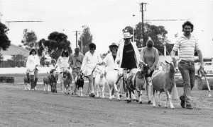 The Newcastle Show. 24 February 1990. Parade of Goat Prize Winners. Photographer: Dean Osland