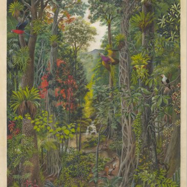 Margaret Senior, a masterpiece of natural history scientific illustration and inspirer for the Natural History Illustration Course. (MS2557) https://livinghistories.newcastle.edu.au/nodes/view/73700