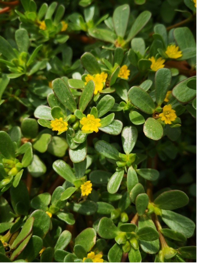 Portulaca oleracea referred to as ‘pig weed’ by the British colonists