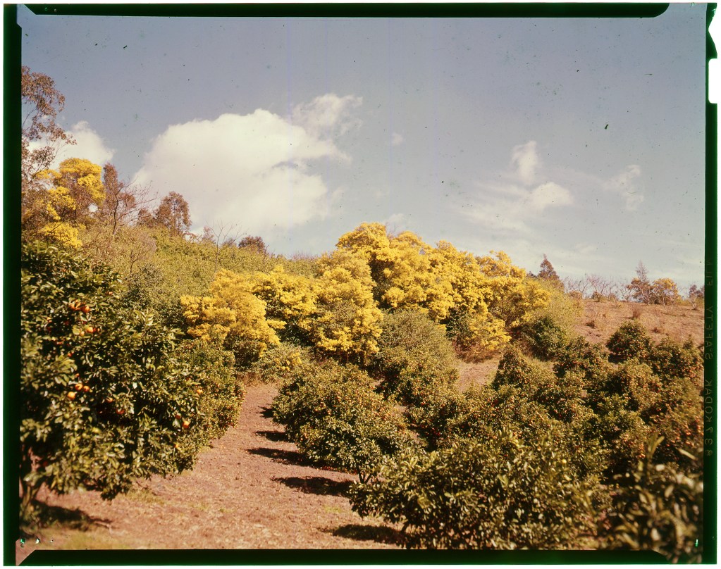 Colour Transparency of Oonshi Mandarines and Fringed Wattle, Black Hill 1973.