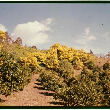 Colour Transparency of Oonshi Mandarines and Fringed Wattle, Black Hill 1973.